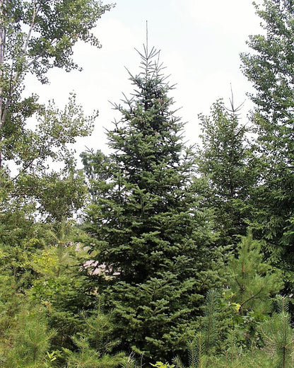30 Balsam Fir Tree (Abies Balsamea) Seeds