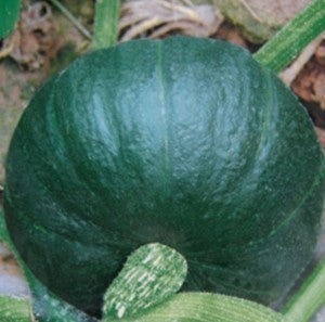 Pumpkin-Jade Prince