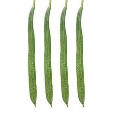Ridge gourd-Rishi