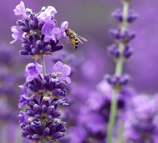 Munstead Lavender (Lavandula angustifolia) Live Plant