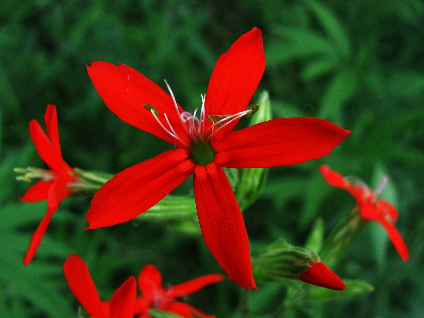 20 Royal Red Catchfly (Silene Regia) Seeds