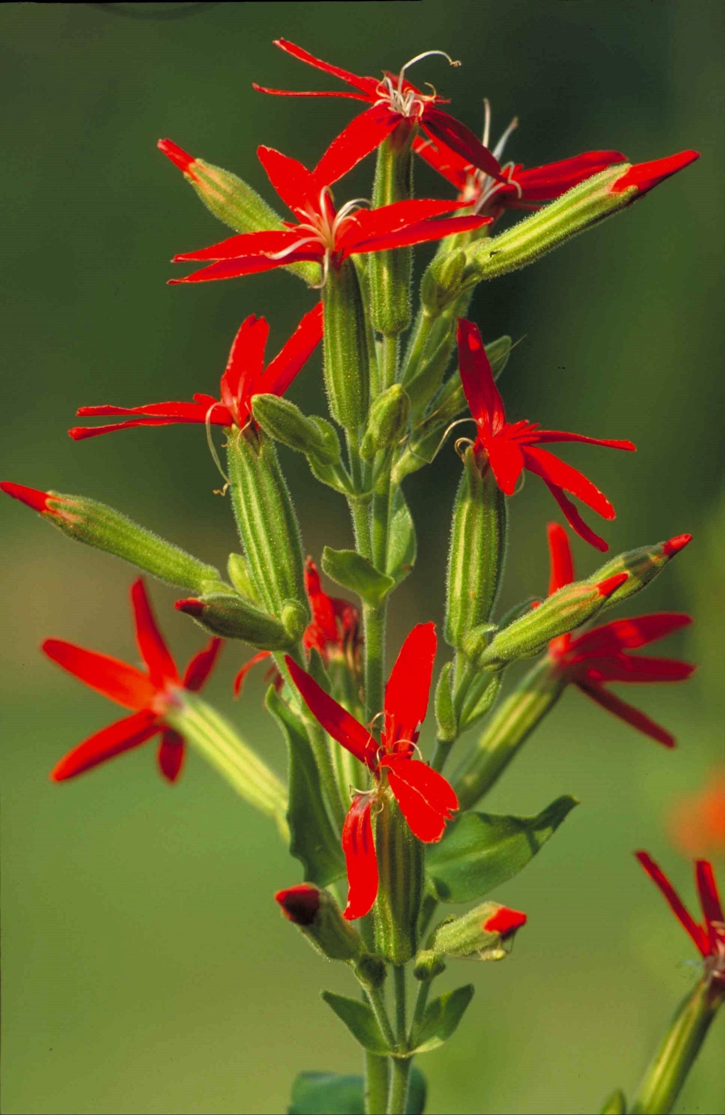 20 Royal Red Catchfly (Silene Regia) Seeds