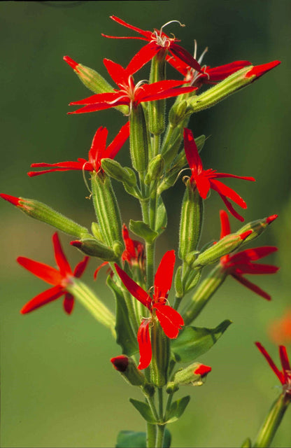 20 Royal Red Catchfly (Silene Regia) Seeds