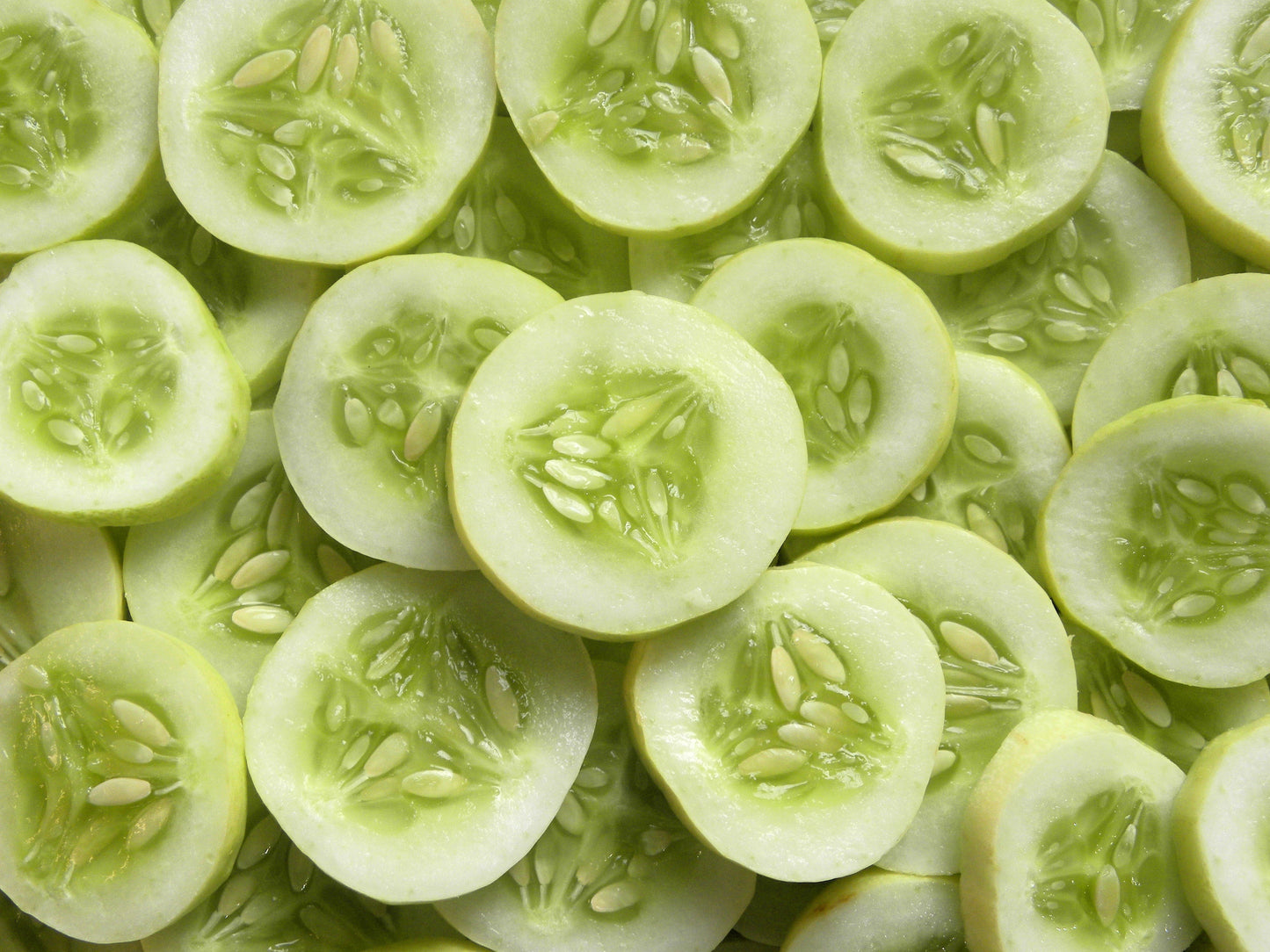 50 White Wonder Cucmber (Cucumis Sativus) Seeds