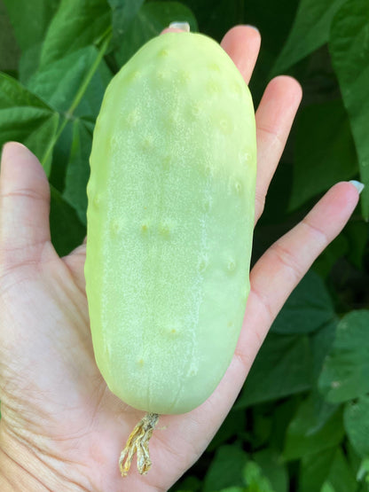 50 White Wonder Cucmber (Cucumis Sativus) Seeds