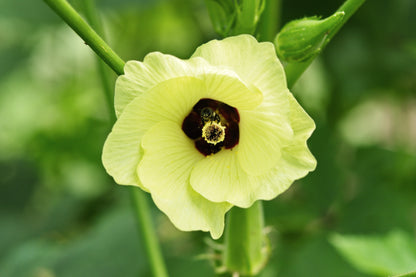 300 Clemson Green Okra (Abelmoscgus Esculentus) Seeds