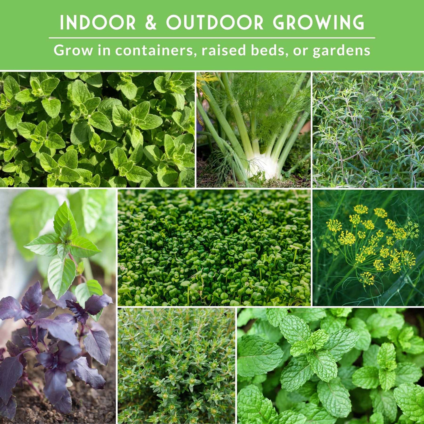 18 Culinary Herb Seed Collection - Favorite Herbs for Cooking