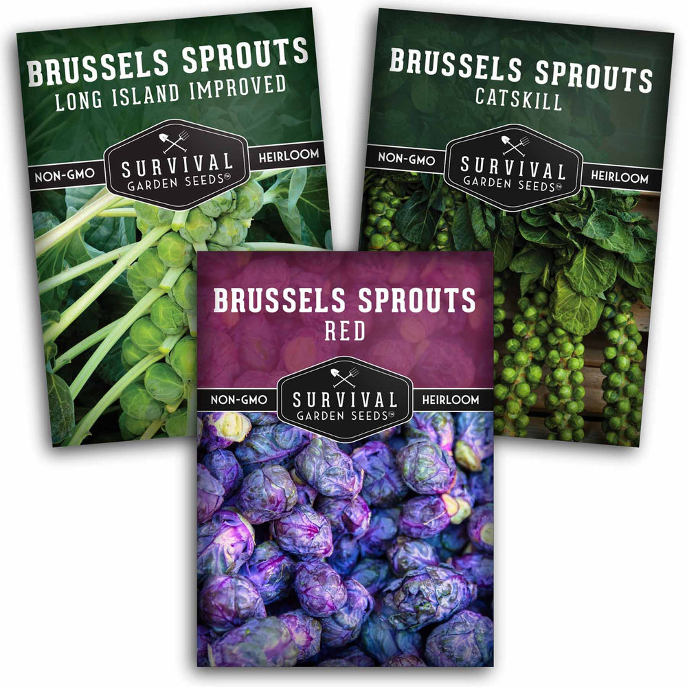Brussels Sprouts Seed Collection - 3 Heirloom Varieties