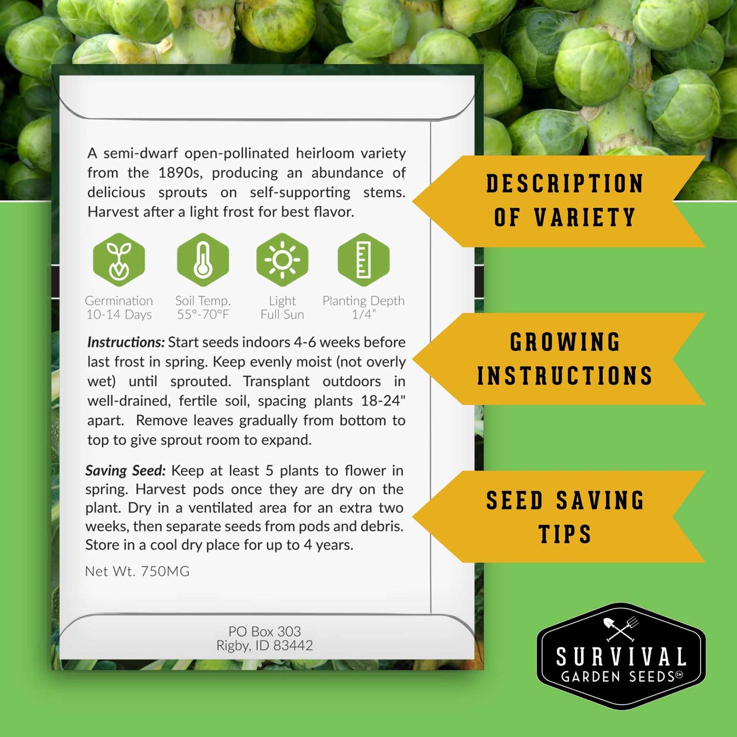 Brussels Sprouts Seed Collection - 3 Heirloom Varieties