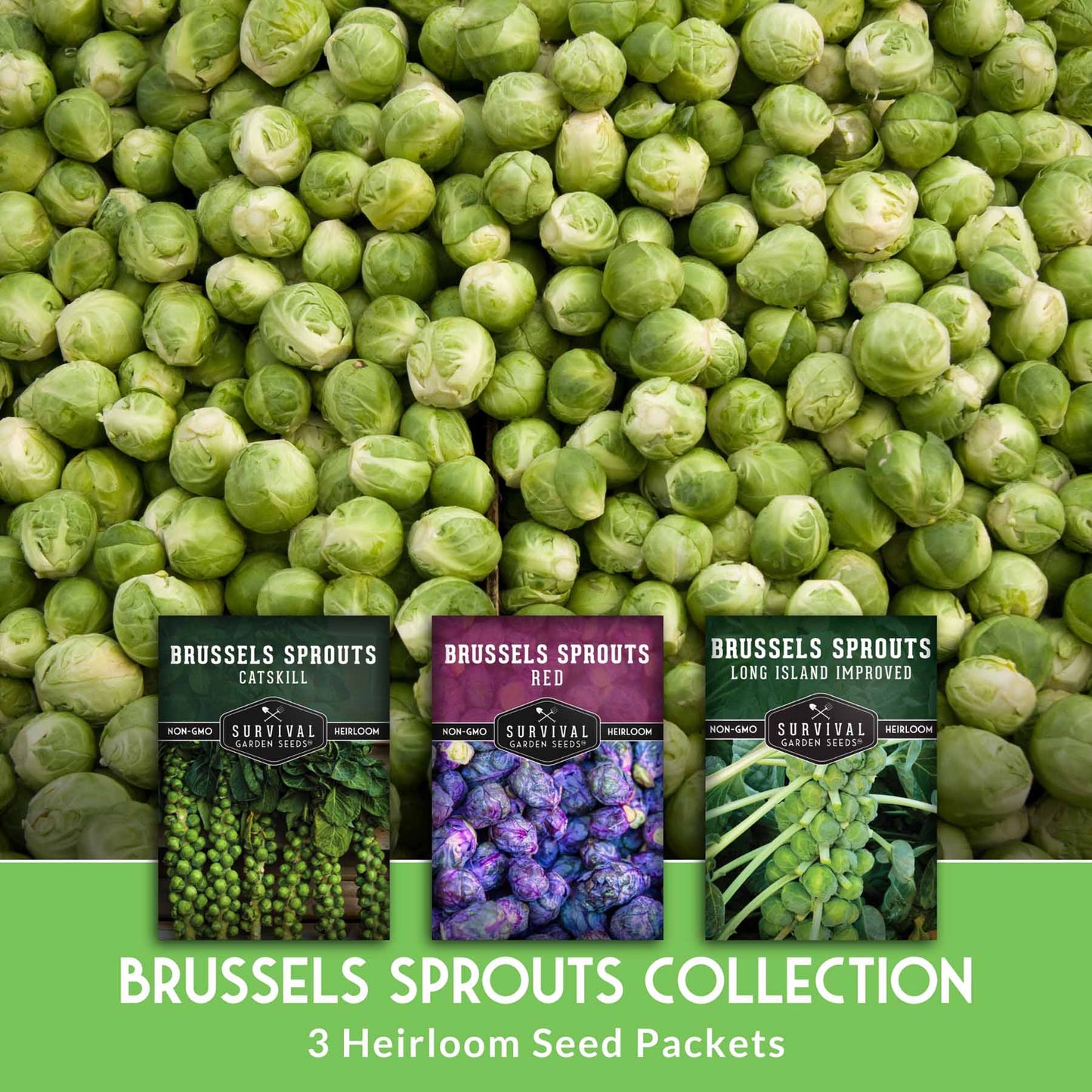 Brussels Sprouts Seed Collection - 3 Heirloom Varieties
