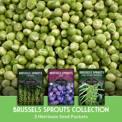Brussels Sprouts Seed Collection - 3 Heirloom Varieties