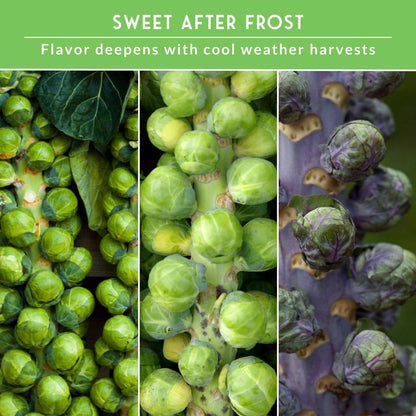Brussels Sprouts Seed Collection - 3 Heirloom Varieties
