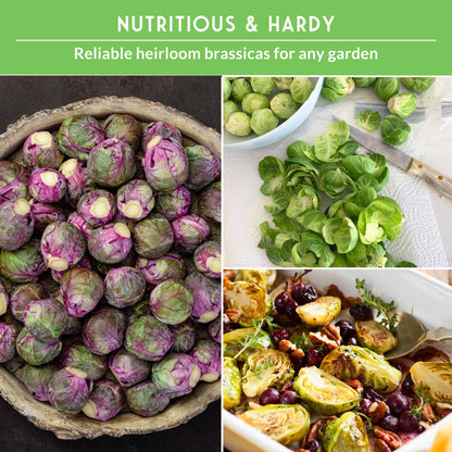 Brussels Sprouts Seed Collection - 3 Heirloom Varieties