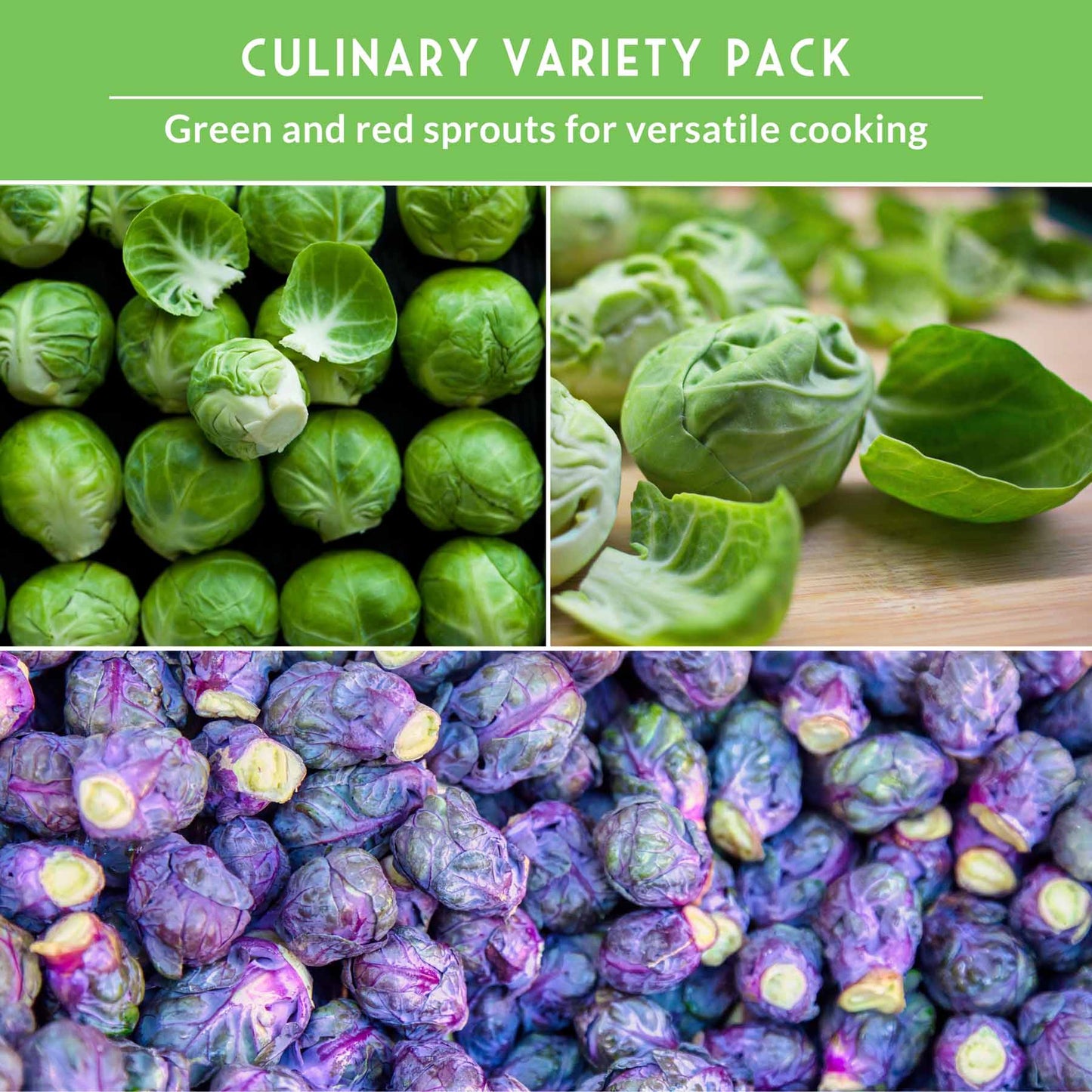 Brussels Sprouts Seed Collection - 3 Heirloom Varieties