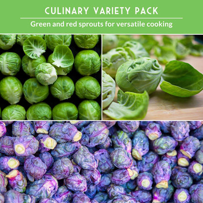 Brussels Sprouts Seed Collection - 3 Heirloom Varieties