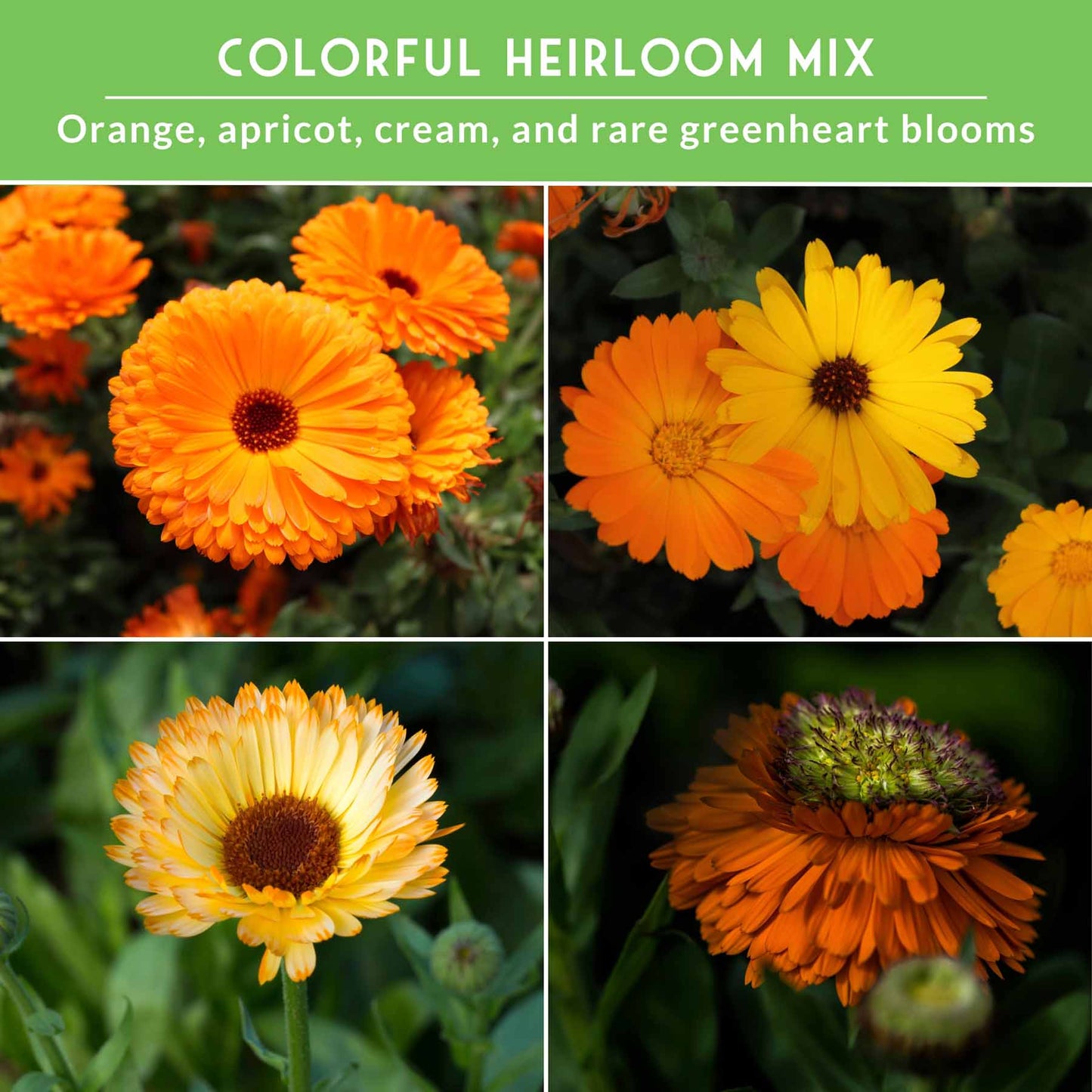 Calendula Seed Collection - 4 Variety Mix