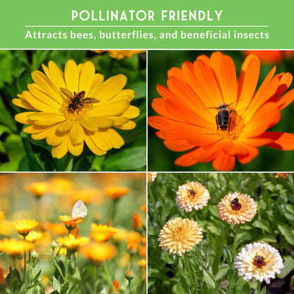 Calendula Seed Collection - 4 Variety Mix