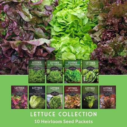 Lettuce Seeds 10 Variety Heirloom Collection - Year-Round Salad Garden
