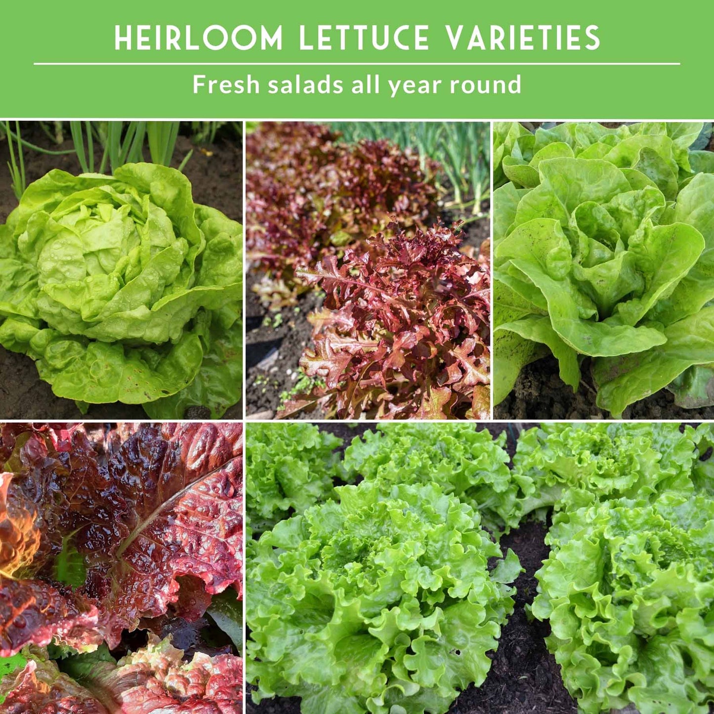 Lettuce Seeds 10 Variety Heirloom Collection - Year-Round Salad Garden
