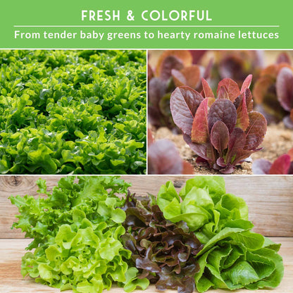Lettuce Seeds 10 Variety Heirloom Collection - Year-Round Salad Garden