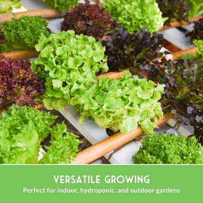 Lettuce Seeds 10 Variety Heirloom Collection - Year-Round Salad Garden