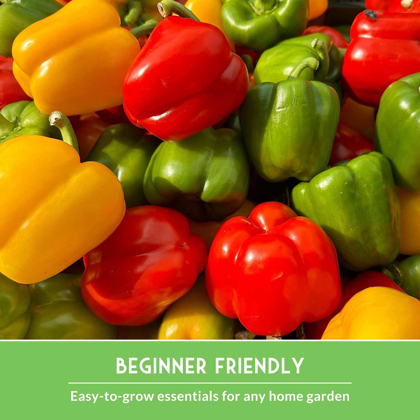 Summer Vegetable Collection - 10 Hot Weather Vegetables