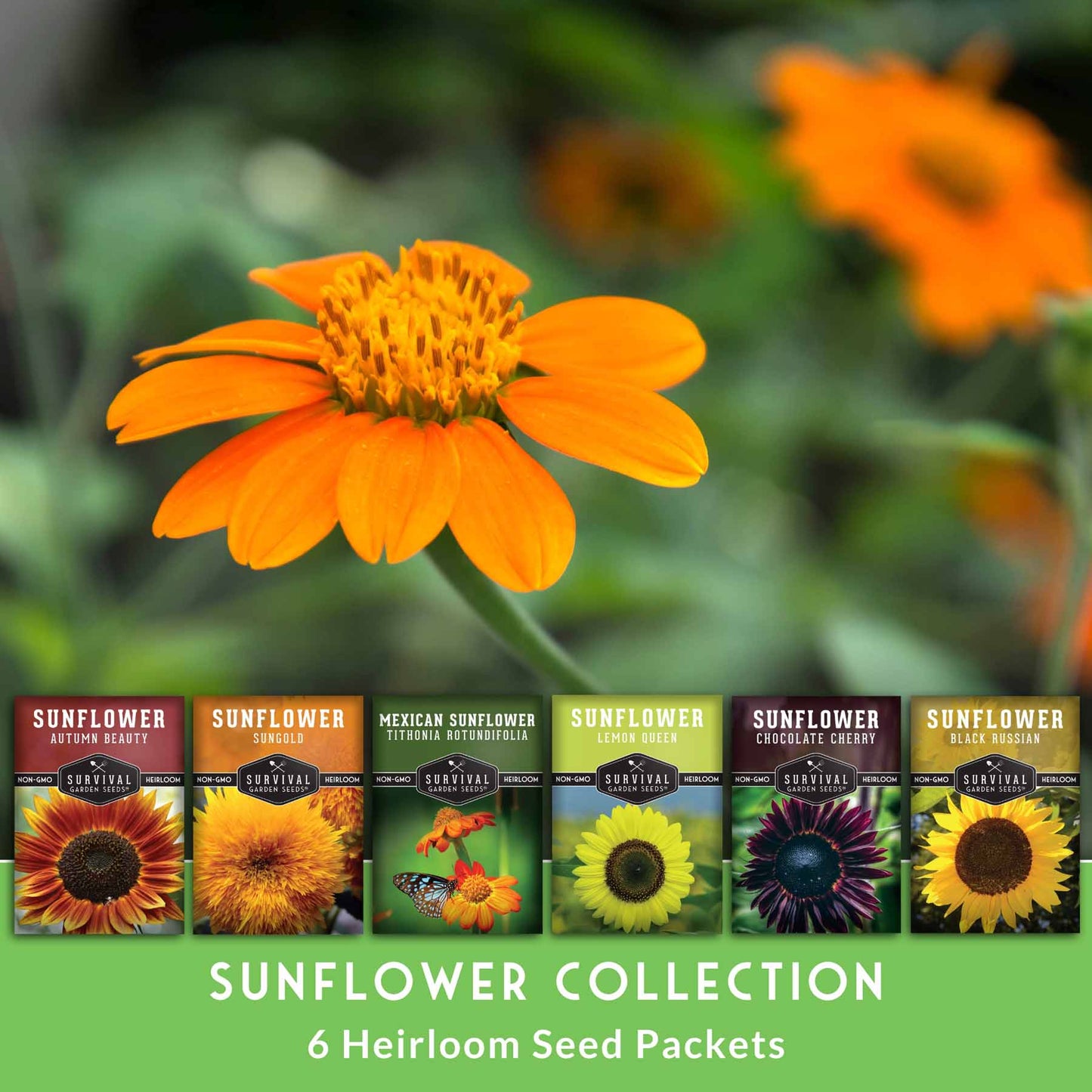 6 Sunflower Collection -  A Rainbow of Colorful Sunflowers