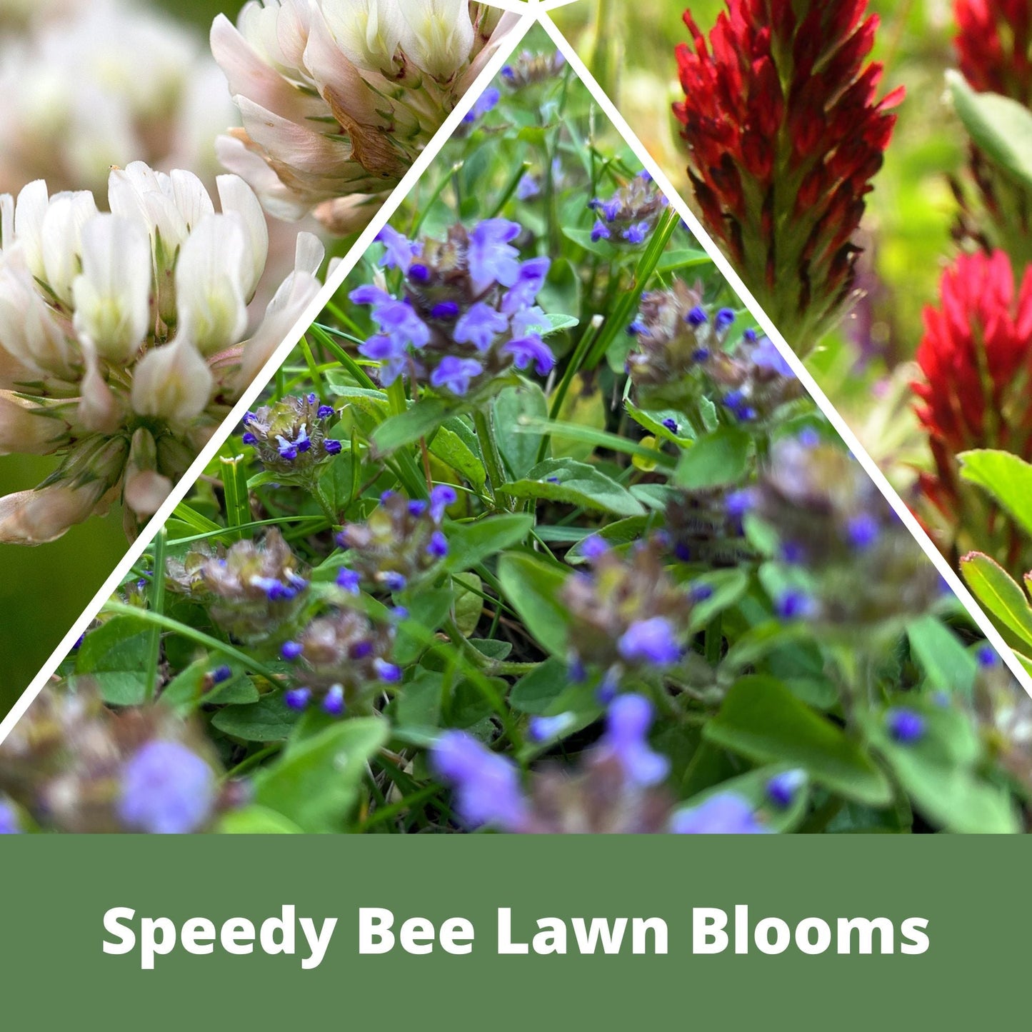 Speedy Bee Lawn Eco-Spread Carton