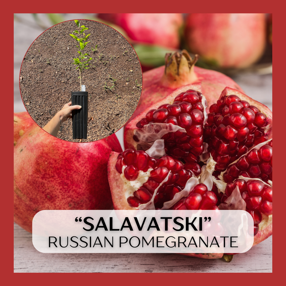 Salavatski Russian Pomegranate (Punica granatum) seedling