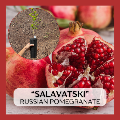 Salavatski Russian Pomegranate (Punica granatum) seedling