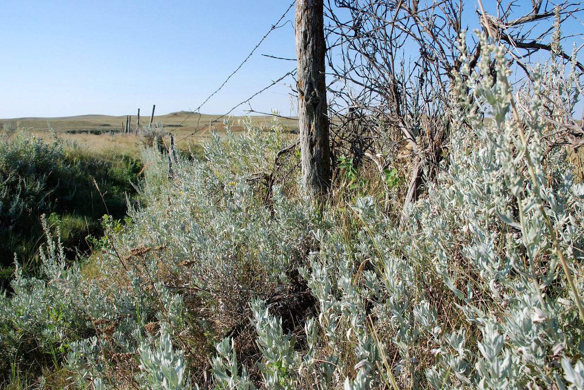100 SILVER SAGEBRUSH Artemisia Cana Dwarf Sagebrush Silver Wormwood Herb Flower Seeds