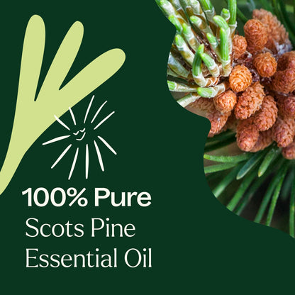 Scots Pine Essential Oil