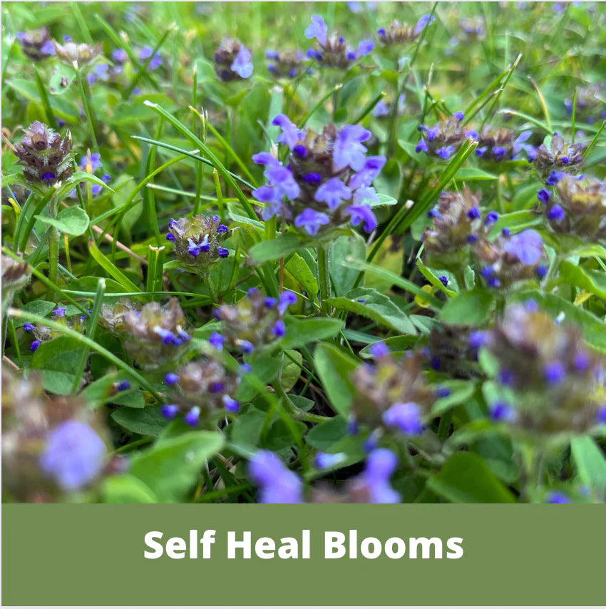 Self-Heal (Prunella Vulgaris) Seed Pouch