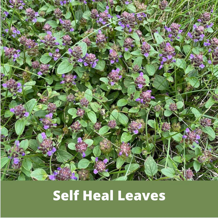 Self-Heal (Prunella Vulgaris) Seed Pouch