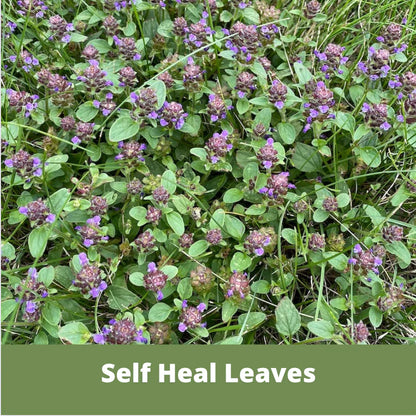 Self-Heal (Prunella Vulgaris) Seed Pouch