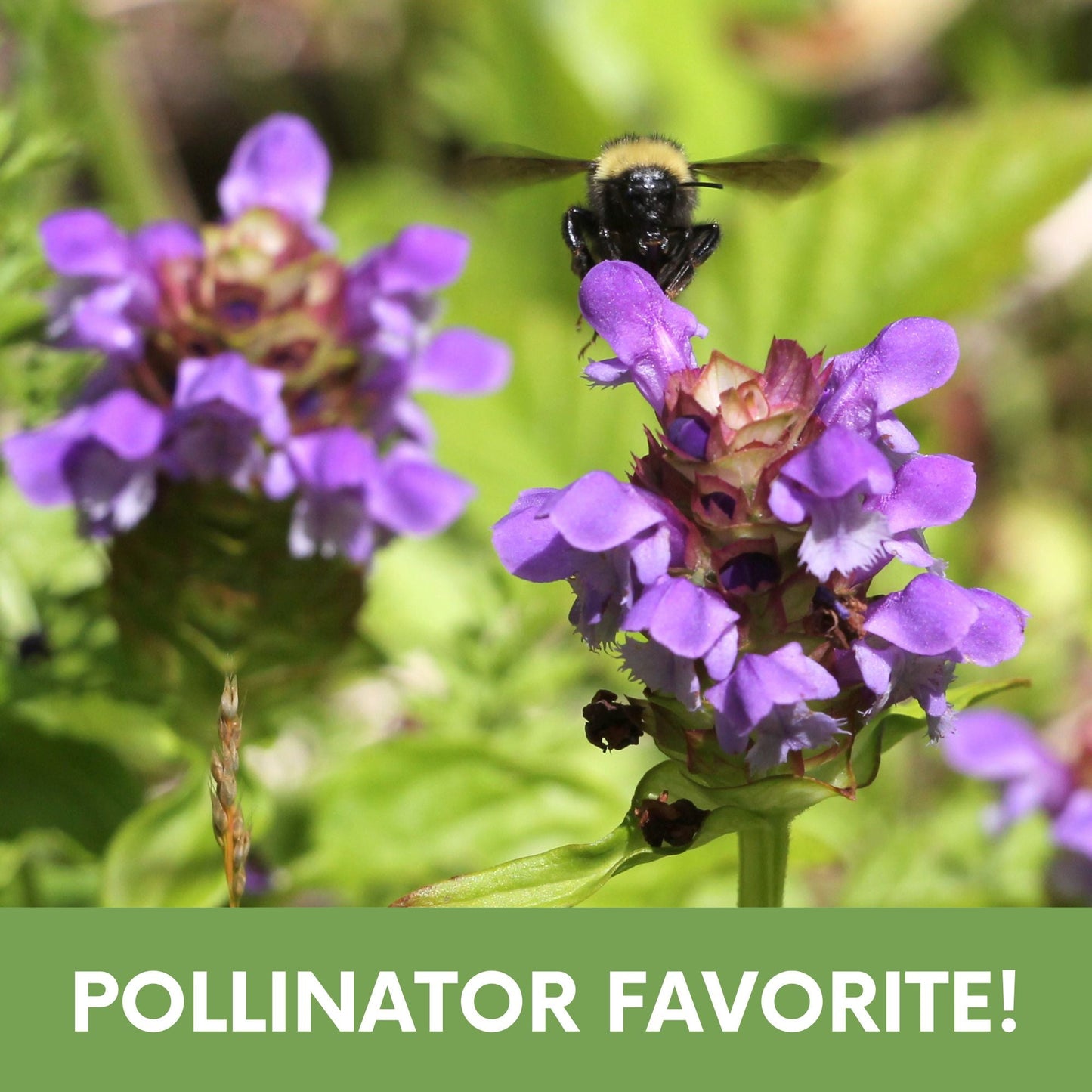 Self-Heal (Prunella Vulgaris) Seed Pouch