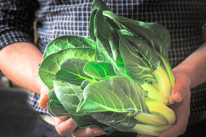250 Barese Swiss Chard (Beta Vulgaris) Seeds