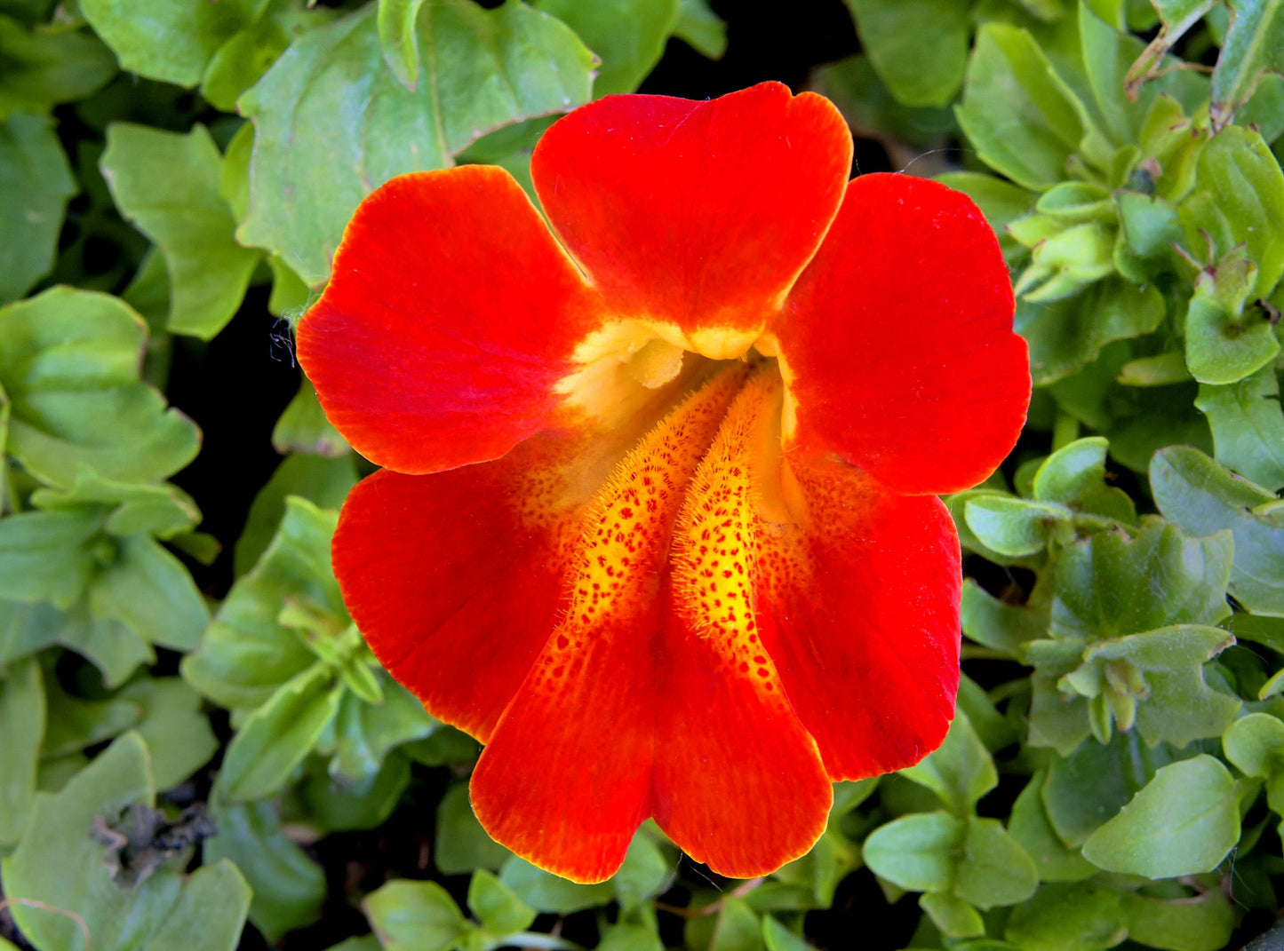 100 Twinkle Red Money Flower (Mimulus) Seeds