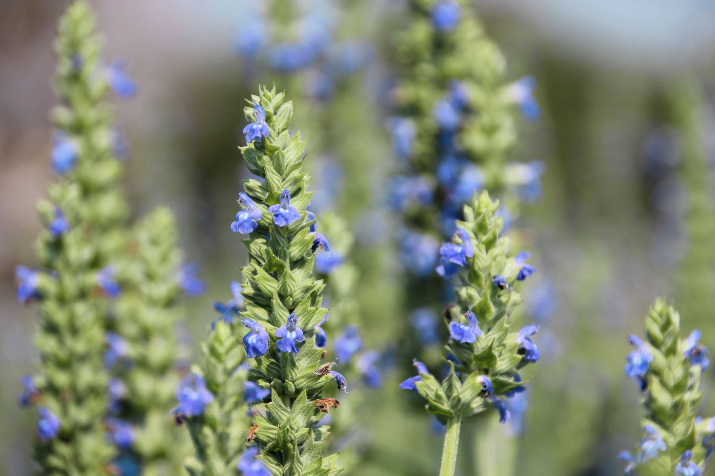 1000 Chia (Salvia Hispanica) Seeds