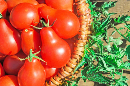 Red Pear Tomato (Solanum lycopersicum) Seeds – 100 ct