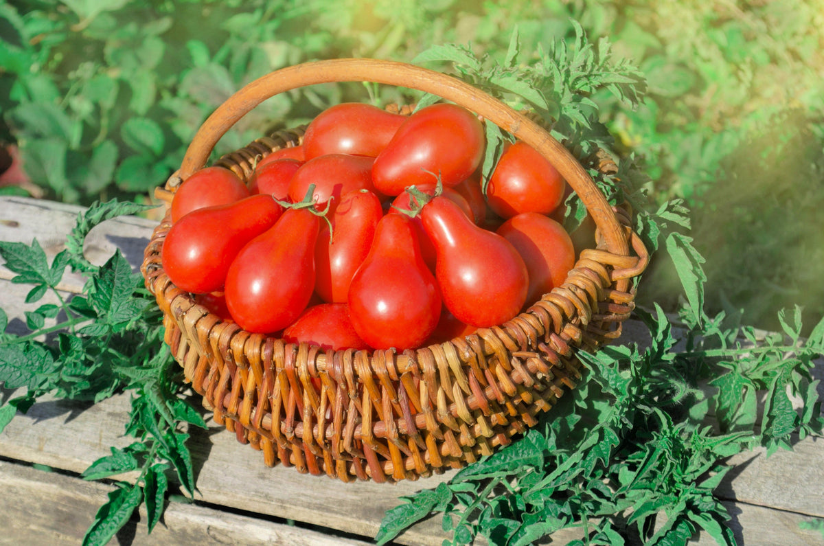 Red Pear Tomato (Solanum lycopersicum) Seeds – 100 ct