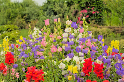 100 MIXED CANTERBURY BELLS - Crown Mix Campanula Medium Flower Seeds