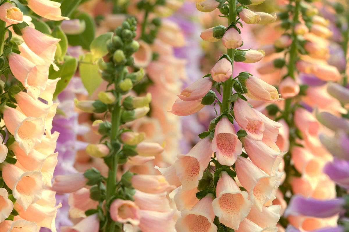 250 Apricot Beauty Foxglove (Digiitalis Purpurea) Seeds