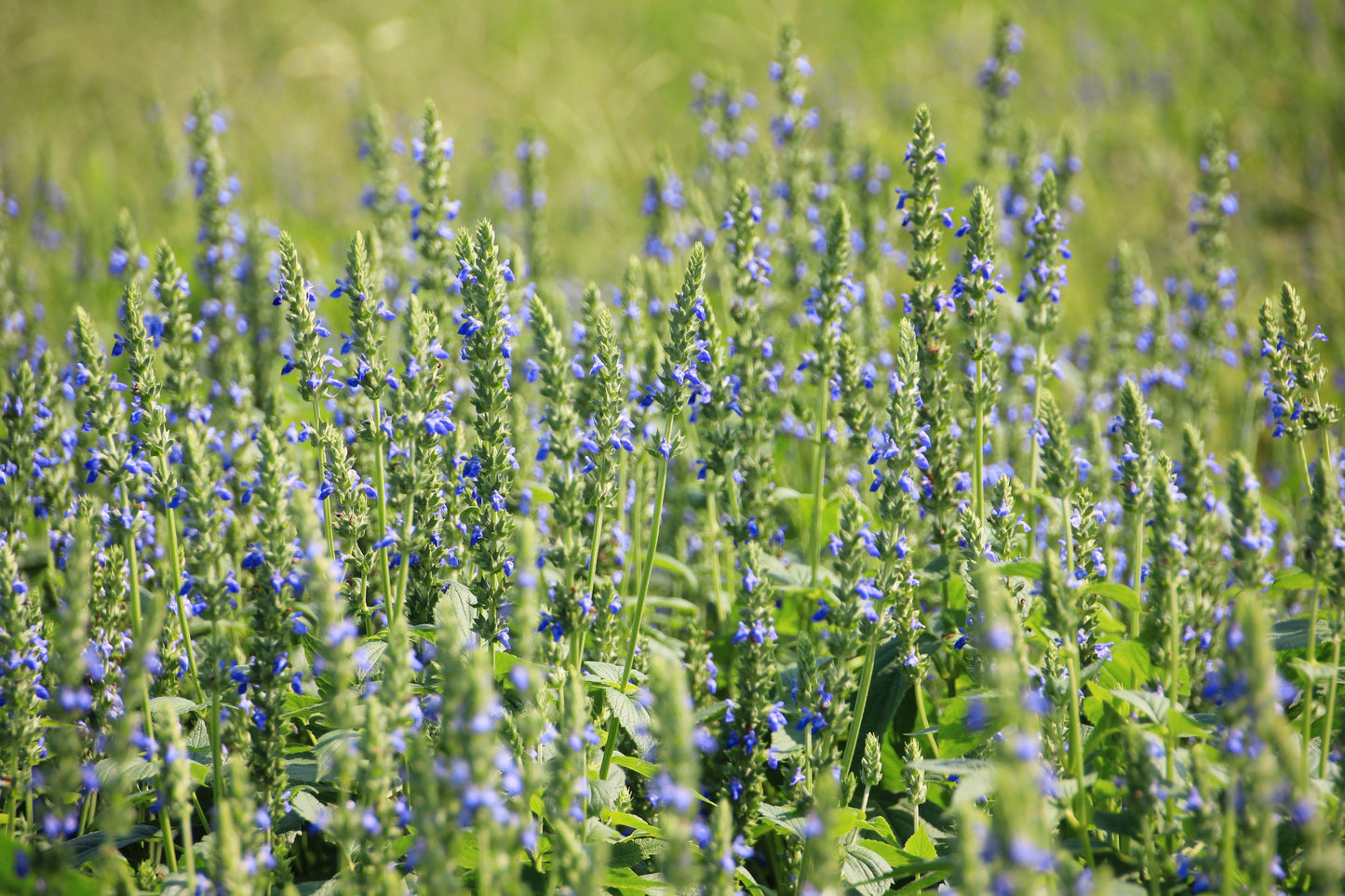 1000 Chia (Salvia Hispanica) Seeds
