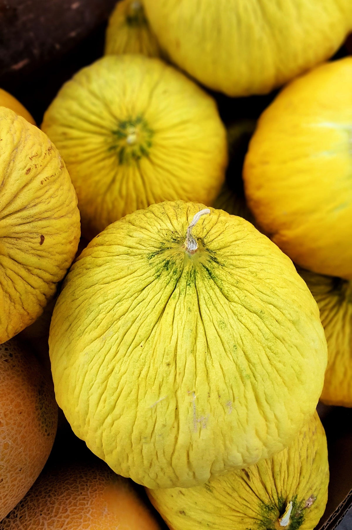 50 Golden Beauty Casaba Melon (Cucumis Melo) Seeds