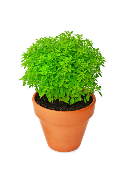 500 Dwarf Greek Basil (Ocimum Basilicum) Seeds