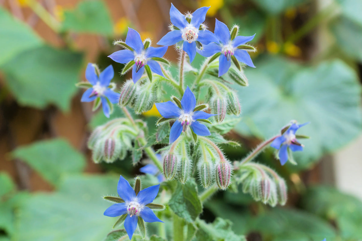 100 Blue Star BORAGE HERB Borago Officinalis Flower Seeds