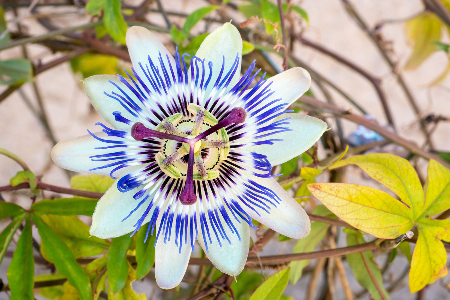 10 Passionflower / Passion fruit (Passiflora Caerulea) Seeds