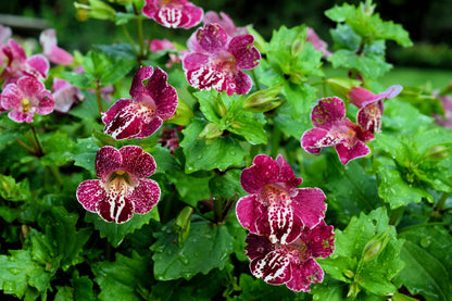 250 Tiger Monkey Flower (Mimulus Tigrinus) Seeds