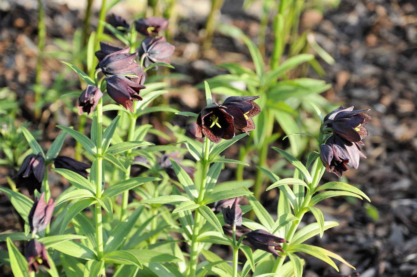 10 Chocolate Lily (Fritillaria Camschatcensis) Seeds